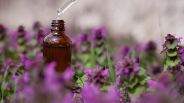 Oil drips from the pipette into the bottle. Violet Flowers (Lamium purpureum) phytotherapy. Essential oil dripping from pipette to the bottle. Selective focus.