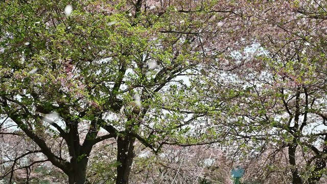 桜吹雪　ソメイヨシノ（桜吹雪が華麗に舞っています）