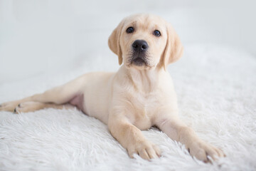 cute labrador puppy on white background