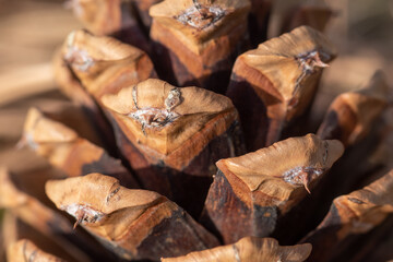 close up of a pine cone