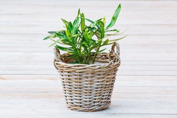 Oleander plant without flowers in a woven pot. nerium oleander	