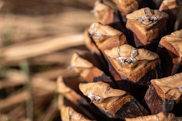 close up of pine cone