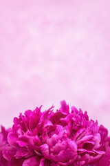 Beautiful floral nature background from red purple peony. Tender flower petals close up. Natural flowery backdrop