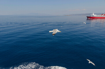 Fototapeta premium Seagull in flight over the Mediterranean sea