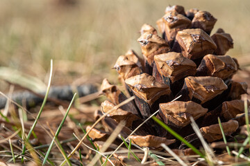 pine cone in grass