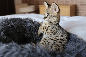 Serval kitten in domestic environment  © ajr_images
