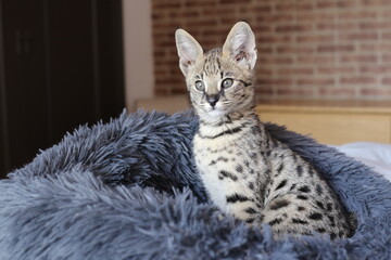 F1 Savannah cat with beautiful markings
