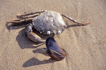 Dead crab and open mussel shell on sandy beach. 