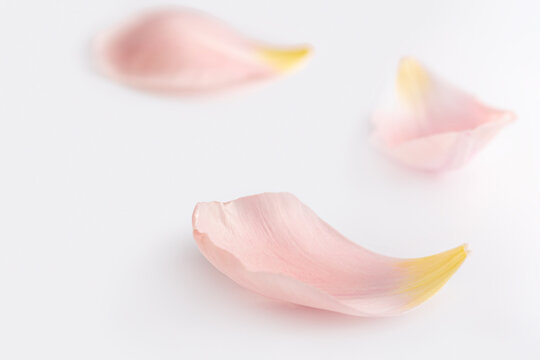 Gently pink petals of tulips or roses flowers on a white isolated background