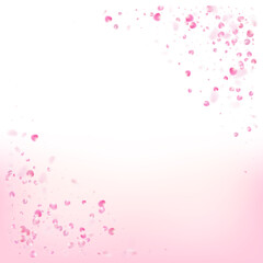 Rose Petals Flying Confetti. Flying Japanese Sakura Cherry Rose