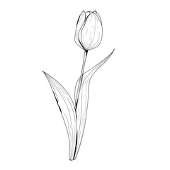 Botanical illustration. Botanical flower. Vector black and white illustration