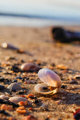 seashell on the beach