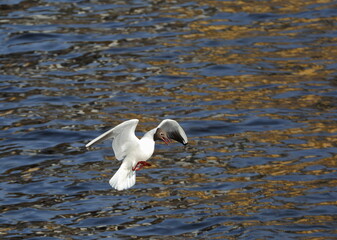 A seagull in flight over the surface of the water