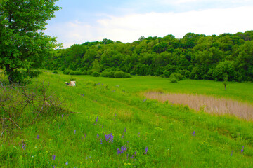 meadow and blue sky