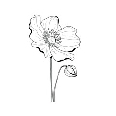 Botanical illustration. Botanical flower. Vector black and white illustration