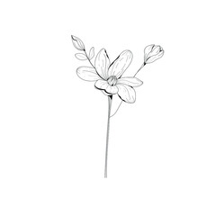 Botanical illustration. Botanical flower. Vector black and white illustration