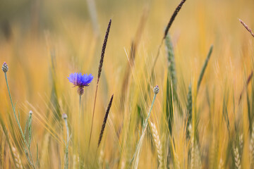 Fototapety  Kornblume zwischen Weizen und Pflanzen im Kornfeld