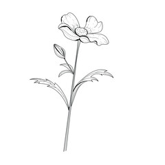 Botanical illustration. Botanical flower. Vector black and white illustration