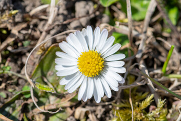 A white daisy flower grows out of the ground, the first spring meadow flowers.