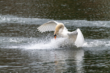 Höckerschwan landet auf dem Wasser