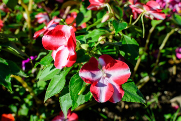 Close up of vivid pink, red and white impatiens walleriana flowers in a sunny summer garden, beautiful outdoor floral background photographed with soft focus.