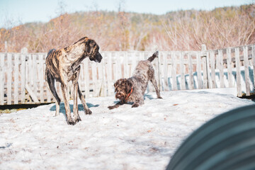 Big great dane dog playing outside in spring on a sunny day