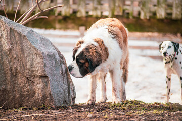 Large Saint-Bernard dog playing outside in spring with friends on a sunny day
