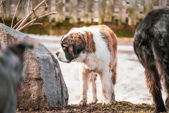 Large Saint-Bernard dog playing outside in spring with friends on a sunny day