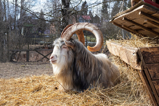 A domestic goat with large horns lies in the hay on the farm, clouse up. Agriculture image.