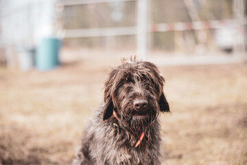 Hairy dog sitting outside in spring