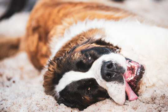 Large Saint-Bernard dog playing outside in spring with friends on a sunny day