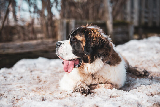 Large Saint-Bernard dog playing outside in spring with friends on a sunny day
