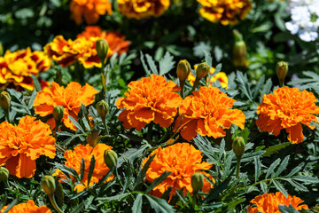 Large group of orange tagetes or African marigold flowers in a a garden in a sunny summer garden, textured floral background photographed with soft focus.