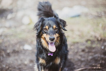Beautiful mixed breed dog outside in spring on a sunny day