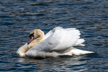 H&ouml;ckerschw&auml;ne in Nordrhein-Westfalen