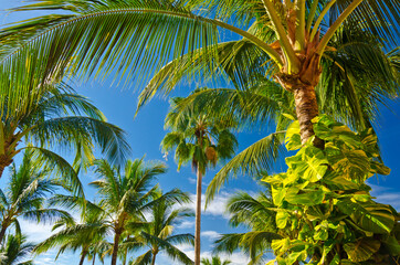 Obraz na płótnie Canvas Palm tree tops with coconuts over fantastic blue sky.