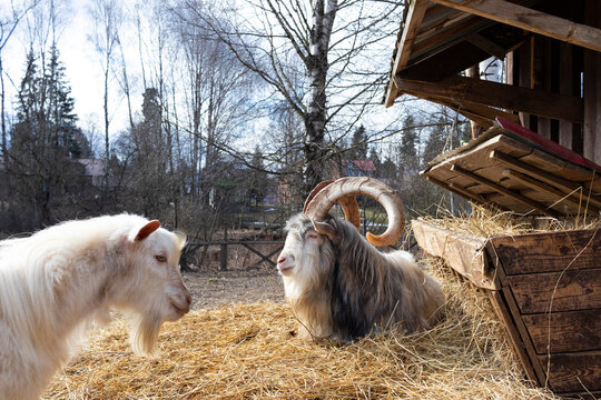 A domestic goat with large horns lies in the hay on the farm. Agriculture image.