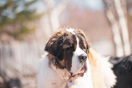 Large Saint-Bernard dog playing outside in spring with friends on a sunny day