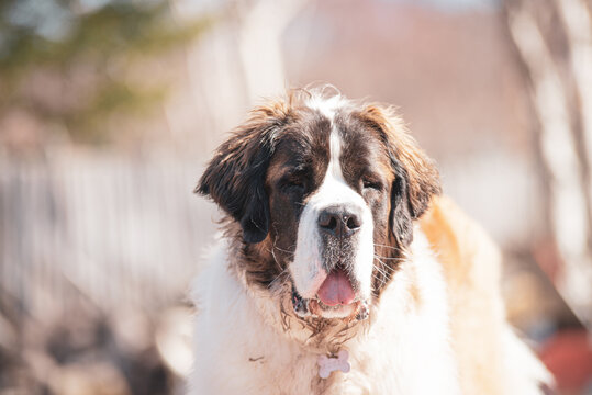 Large Saint-Bernard dog playing outside in spring with friends on a sunny day