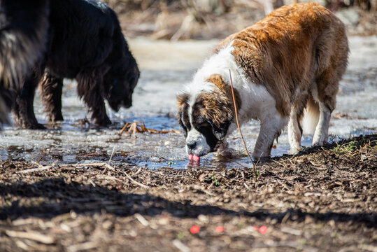 Large Saint-Bernard dog playing outside in spring with friends on a sunny day