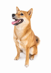 Funny smiling Shiba Inu dog looking at camera and smiling with open mouth. Happy pet theme. White background. satisfied pet muzzle. Full length  side view. Pranking laughing at silly jokes