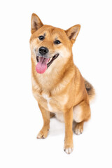 Active dog Shiba Inu Japanese breed adorable pet looking at camera with open mouth and smiling happy. White background. Full length. cool teeth smile pet. Animal theme photo. Let's play mood 