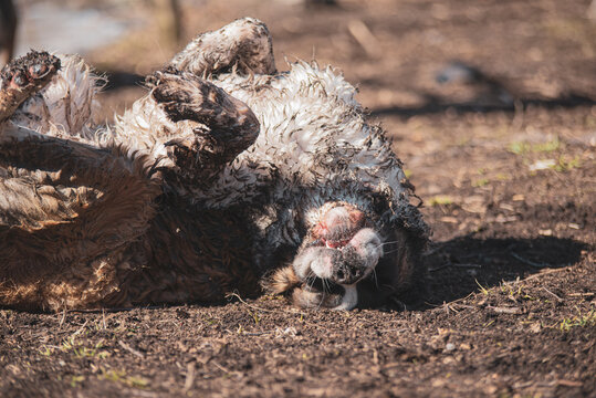 Large Saint-Bernard dog playing outside in spring with friends on a sunny day