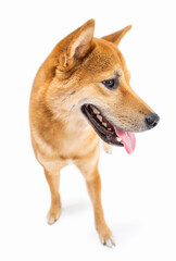 Adorable dog Shiba Inu looking side and smiling. White background. fluffy happy dog looks to the side with his mouth open tongue out. waiting with curiosity. animal pet cool dog theme photo. Side view