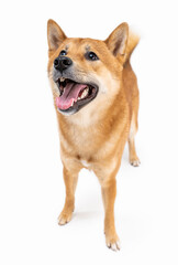 Beautiful dog Shiba Inu full length looking up front view. White background. Lovely funny friendly face dog. Smiling happy dog friendly active look. Animal pet theme photo. Adorable  Shiba Inu