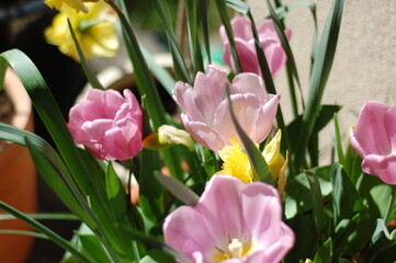 pink and yellow tulips