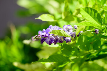 Close up of light purple Wisteria flowers and large green leaves towards cloudy sky in a garden in a sunny spring day, beautiful outdoor floral background.