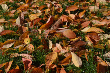 Minimalist monochrome background with many large red and orange leaves and small flowers on green grass in a park in a sunny autumn day.