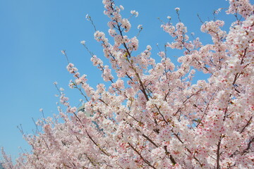 桜風景