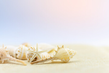 Fototapeta na wymiar Shells on the sand with sun light on blue background , with copy space